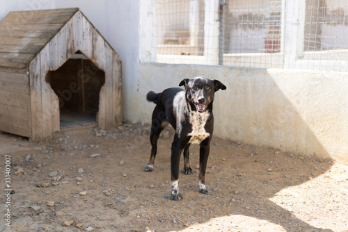 Tunisian dog © skazar