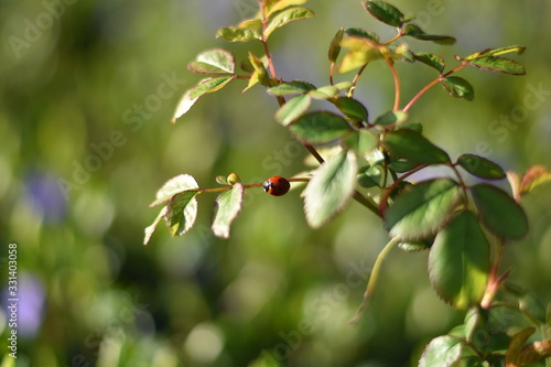 Wallpaper Mural Marienkäfer (Coccinellidae) Torontodigital.ca