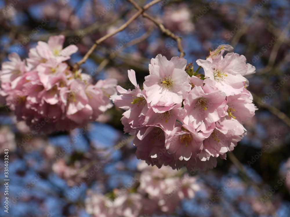 Obraz premium Blütentraum