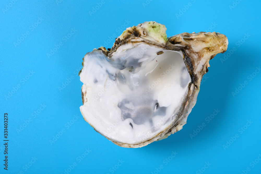 angle view oyster shell on blue background angle view oyster shell on blue background