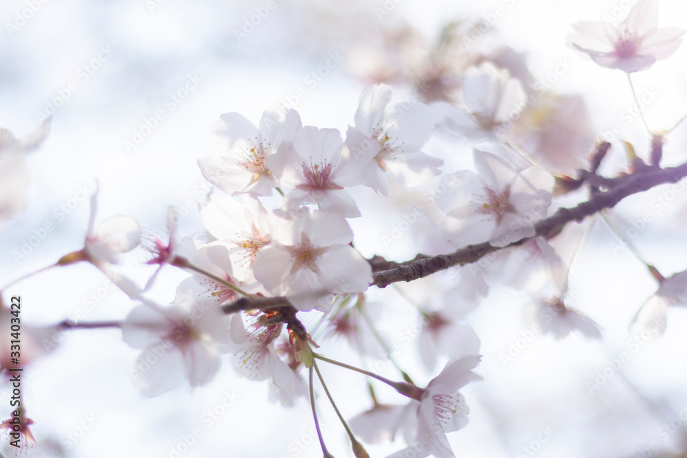 桜