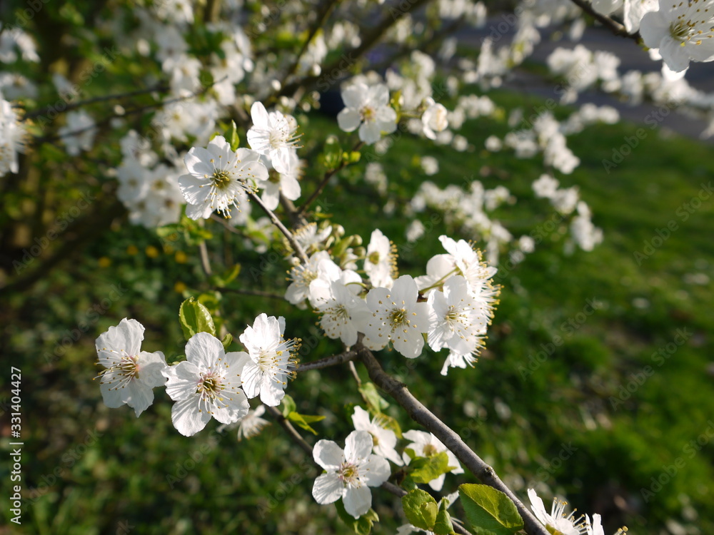 Blüten im Frühling Blüten im Frühling