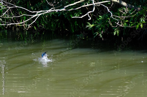 kingfisher in flight