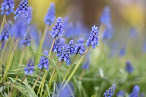 Armenische Traubenhyazinthen  Muscari armeniacum 