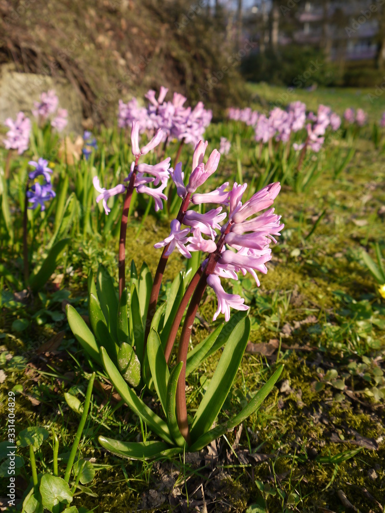Blumen Blumen