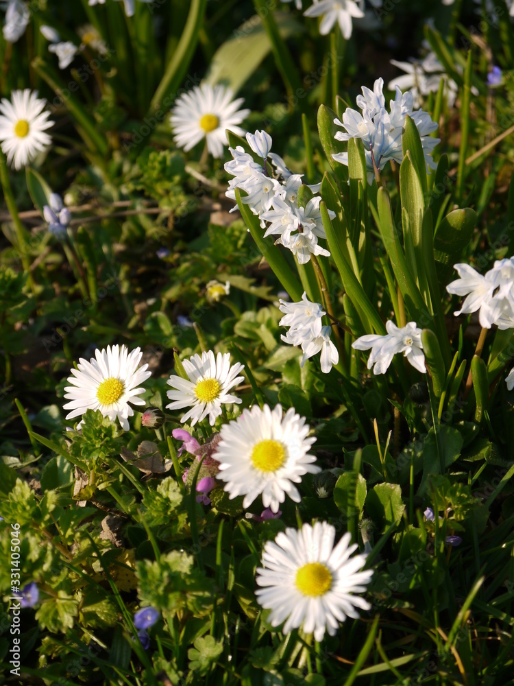 Frühlingsblüten Frühlingsblüten