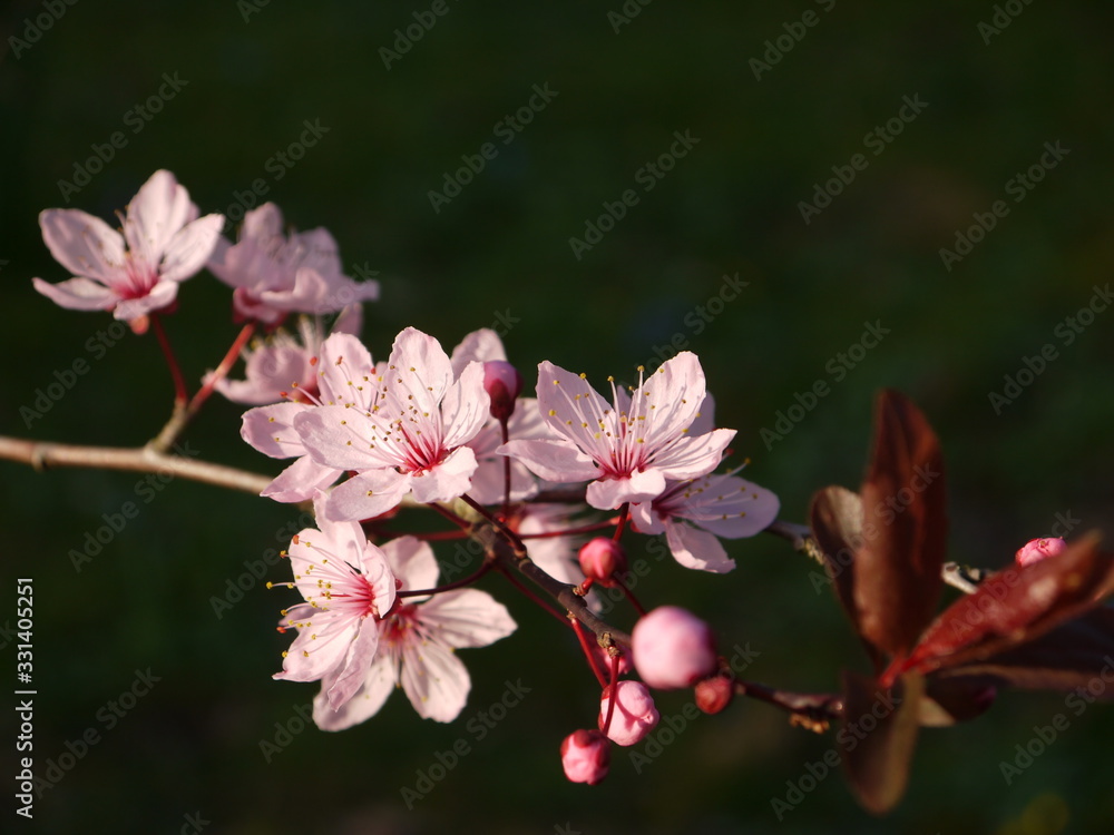 Blüten im Frühling Blüten im Frühling