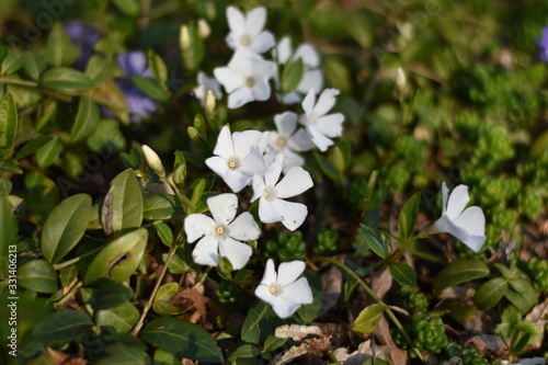 Weißes Immergrün 'Alba' (Vinca minor 'Alba')
