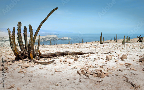 Desert Illo Peru. Cactus. Coastal