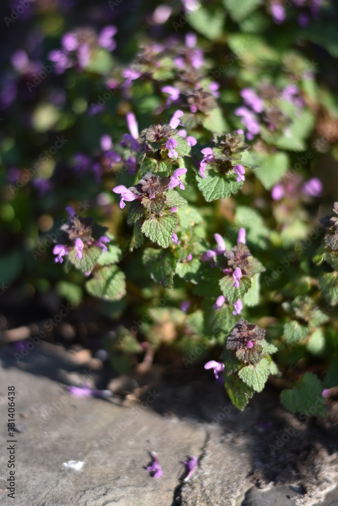 Obraz premium Purpurrote Taubnessel (Lamium purpureum)