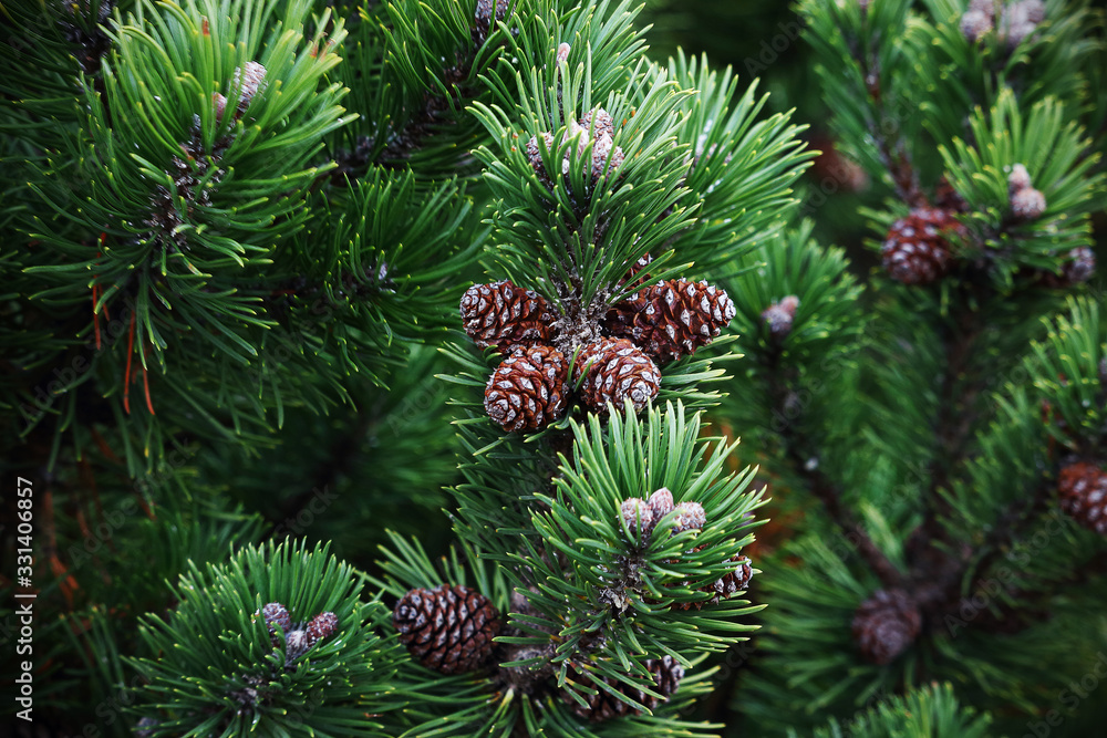 Small pine cones in evergreen pine branches Small pine cones in evergreen pine branches