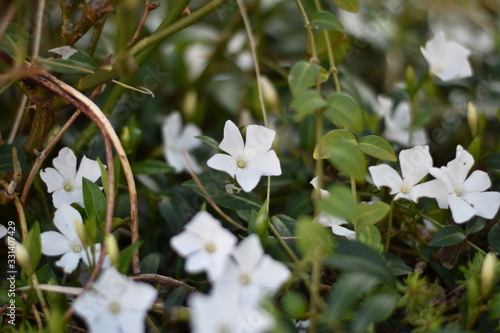 Weißes Immergrün 'Alba' (Vinca minor 'Alba')