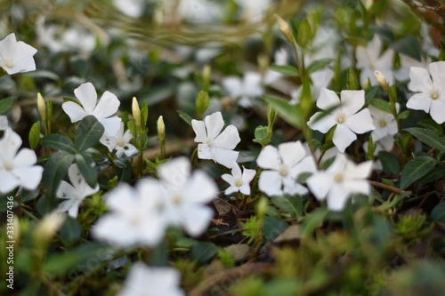Weißes Immergrün 'Alba' (Vinca minor 'Alba')