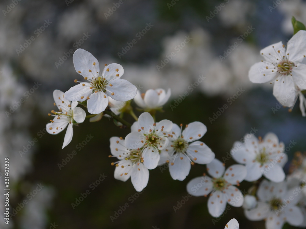 Fototapeta premium Blüten im Frühling
