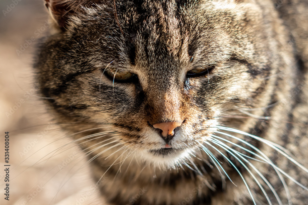 Close up shot of cat Close up shot of cat