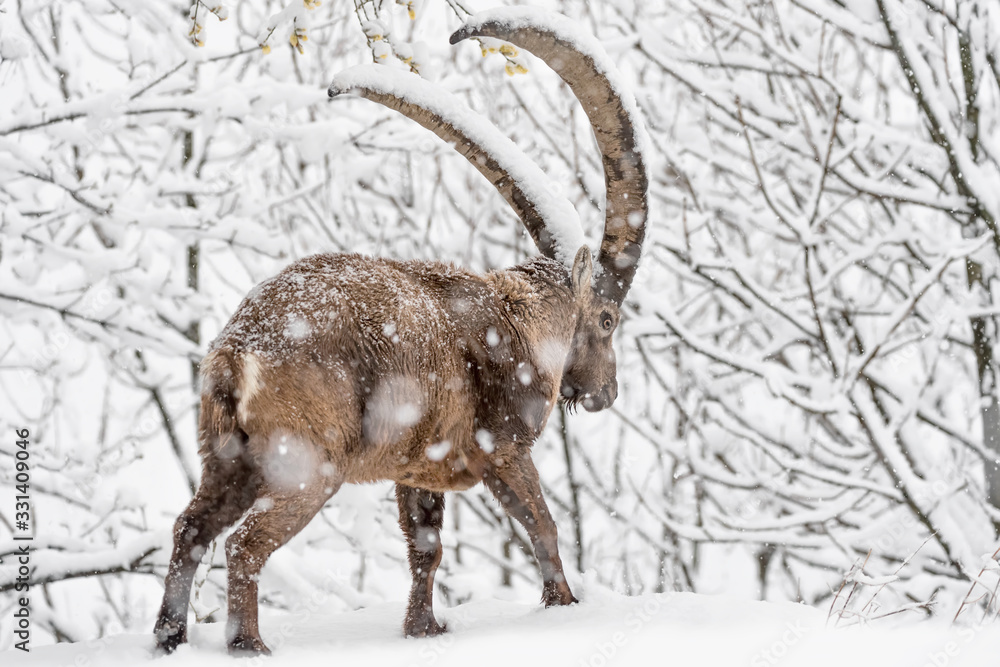 Ibex moving down in the snowy forest (Capra ibex)
