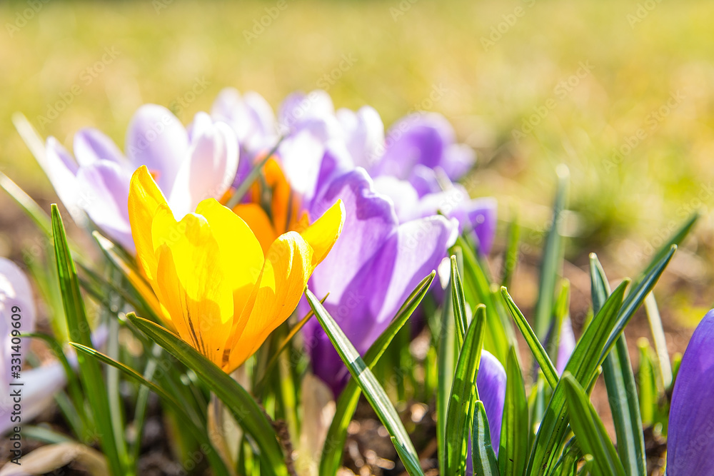 Beautiful crocuses in the garden