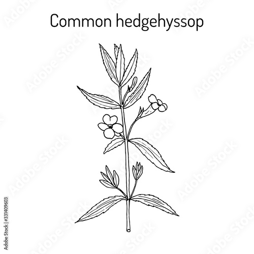 Gratiole, common hedgehyssop gratiola officinalis , medicinal plant © foxyliam