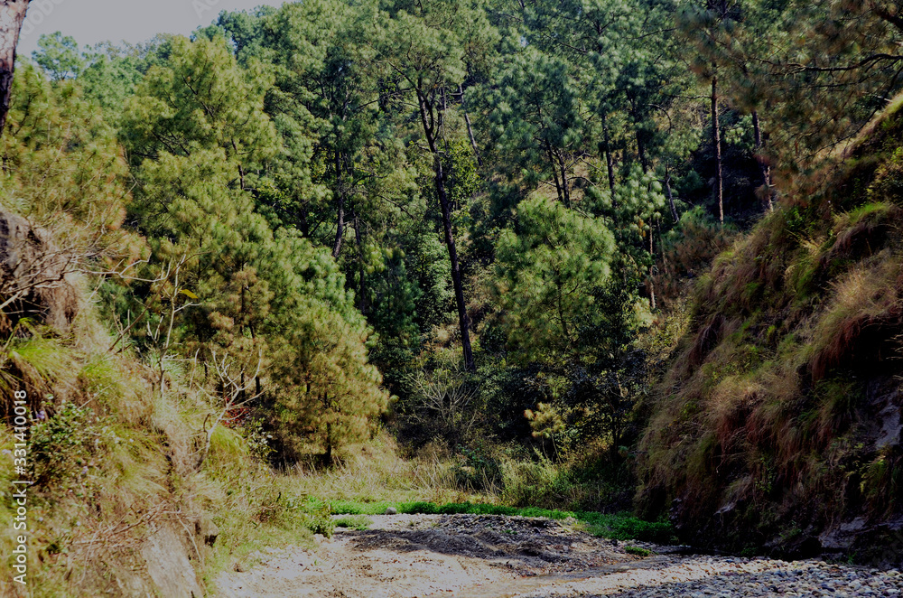 Pine Trees in Shoreline of Amb River Himachal Pradesh India Background View Pine Trees in Shoreline of Amb River Himachal Pradesh India Background View