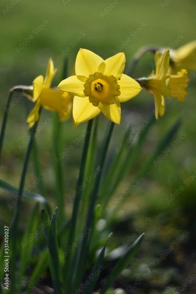 Obraz premium Narzissen (Narcissus)