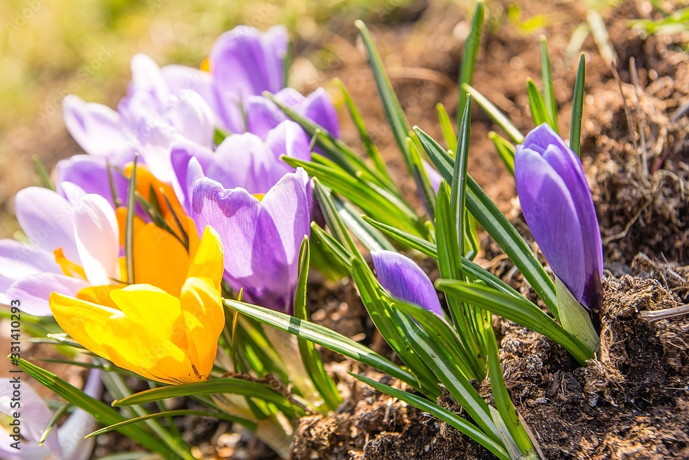 Beautiful crocuses in the garden