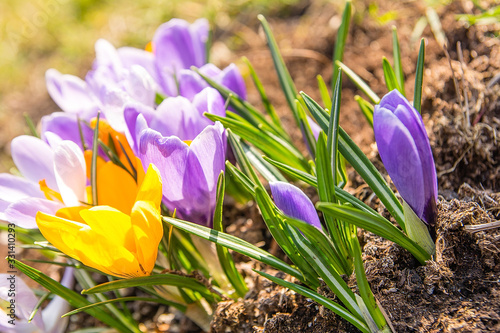 Obraz na płótnie Beautiful crocuses in the garden w salonie