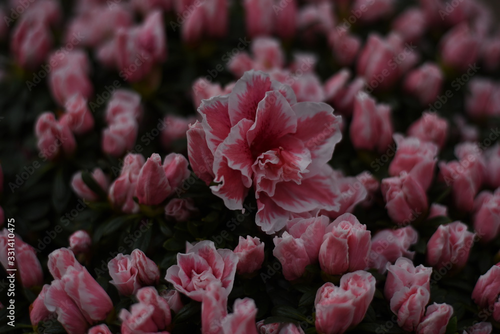 Rosa, weiße Blüte Rosa, weiße Blüte