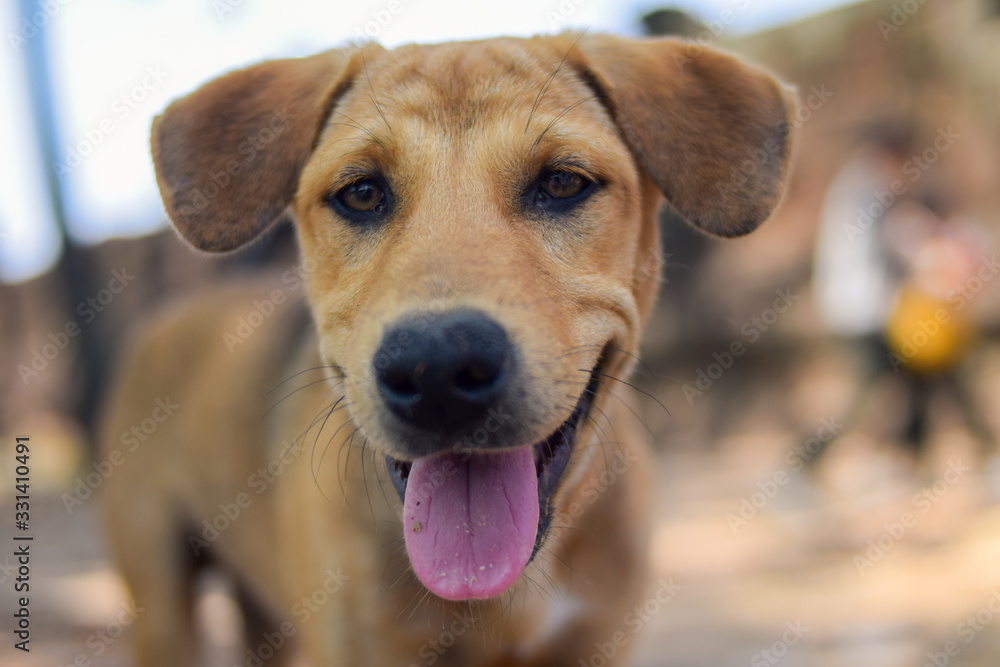 close up red Stray dog in thailand