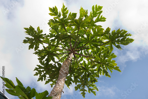 Papapya tree Peru photo