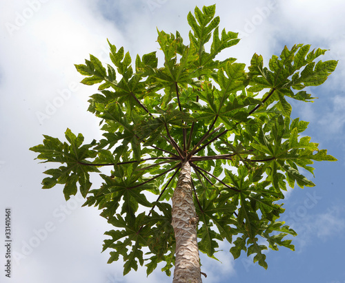 Fototapeta Naklejka Na Ścianę i Meble -  Papapya tree Peru