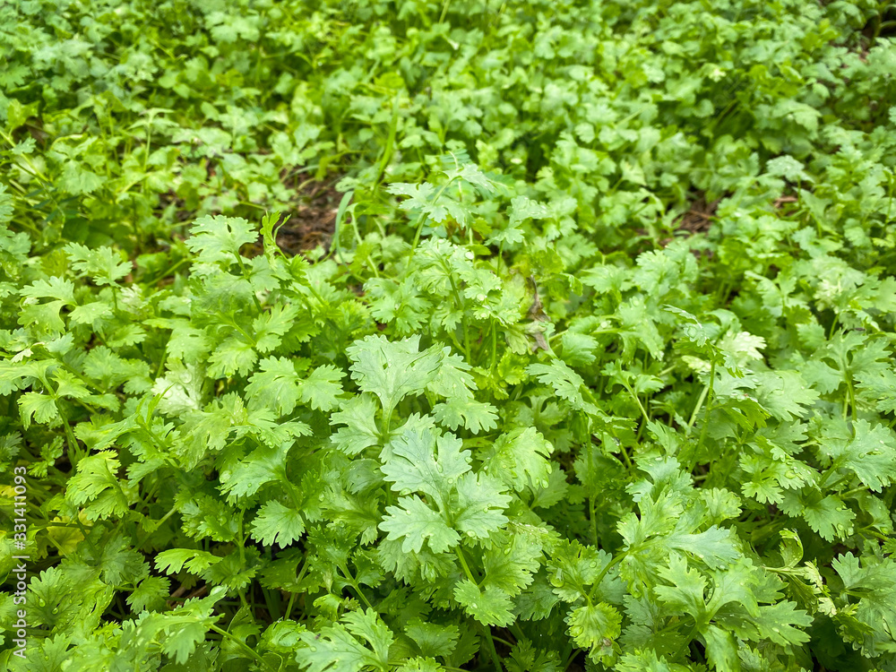 .Coriander growing up in farm, Coriander is loaded with antioxidants .Coriander growing up in farm, Coriander is loaded with antioxidants