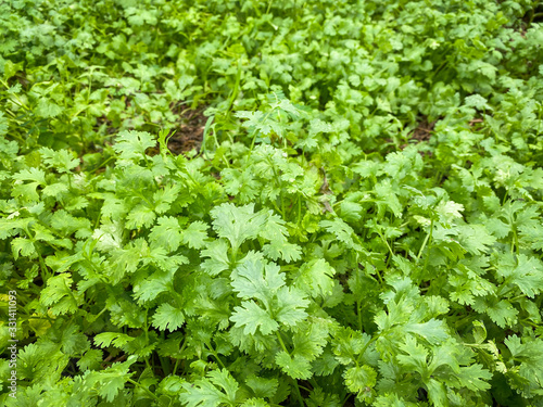 .Coriander growing up in farm  Coriander is loaded with antioxidants