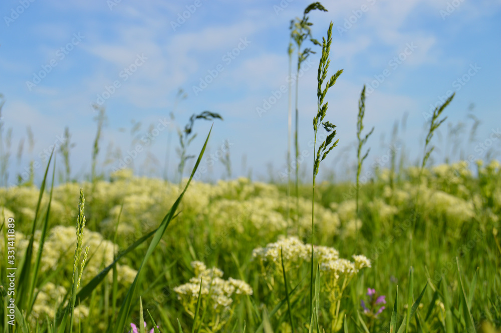 grass and blue sky grass and blue sky