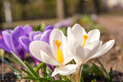 Obraz na płótnie Beautiful crocuses in the garden w salonie