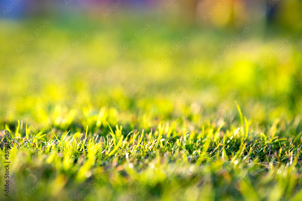 Close up of green grass covered lawn with vibrant colorful background. Close up of green grass covered lawn with vibrant colorful background.