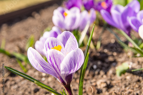 Obraz na płótnie Beautiful crocuses in the garden w salonie