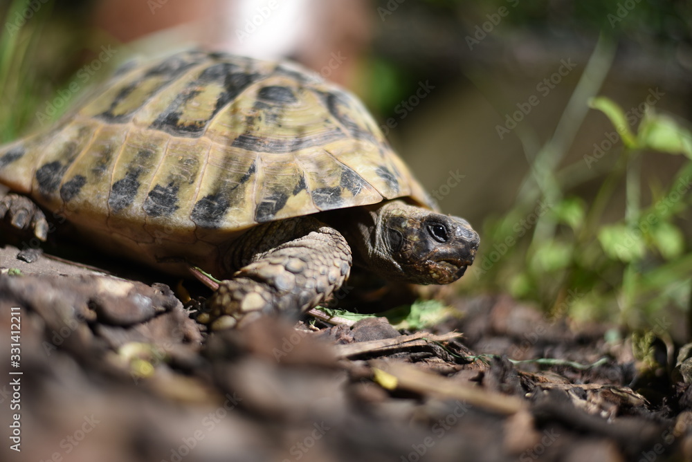 Obraz premium Schildkröte von der Seite