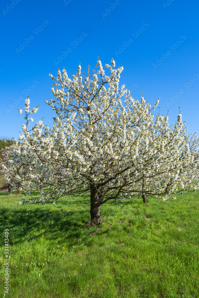 Kirschblüte in der Fränkischen Schweiz/Deutschland