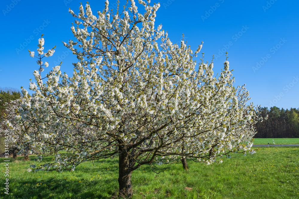 Kirschblüte in der Fränkischen Schweiz/Deutschland Kirschblüte in der Fränkischen Schweiz/Deutschland
