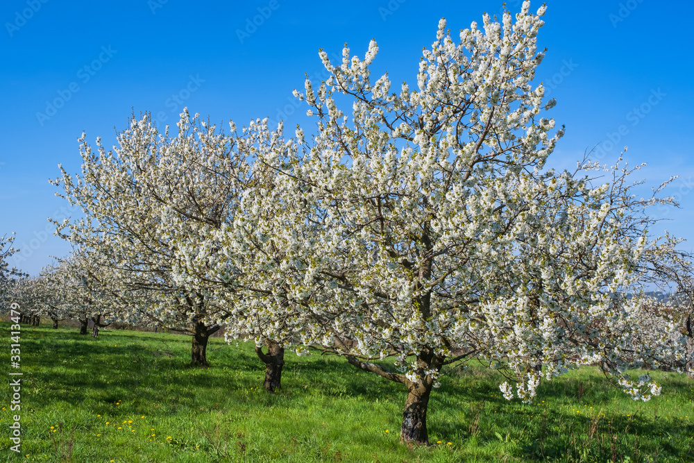 Kirschblüte in der Fränkischen Schweiz/Deutschland Kirschblüte in der Fränkischen Schweiz/Deutschland