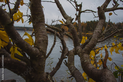 Typical swedish beach or coast close to Stockholm at Hässelby strand, on a cold cloudy autumn day. Visible leaves and trees in the foreground © Anze