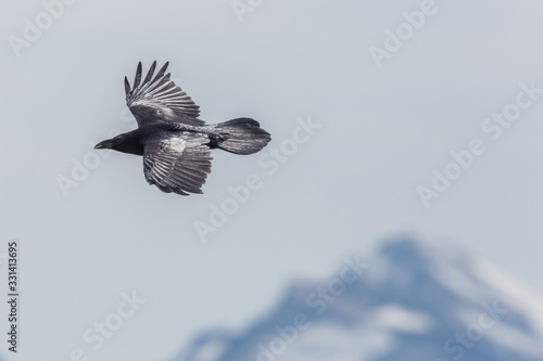 flying northern raven (corvus corax) in front of snowcapped mountain summit
