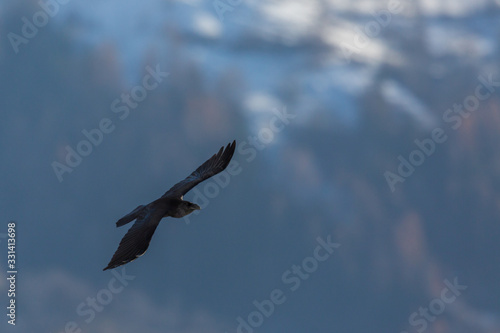 northern raven  corvus corax  flying in mountain forest