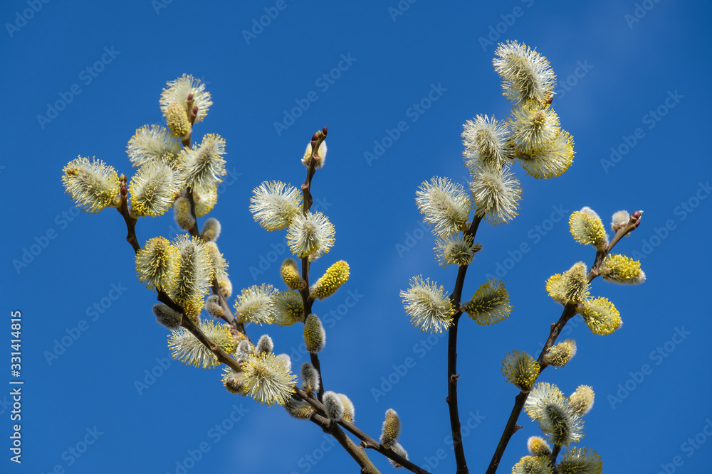 Gelb blühende Weidenkätzchen (lat.: salix) Gelb blühende Weidenkätzchen (lat.: salix)