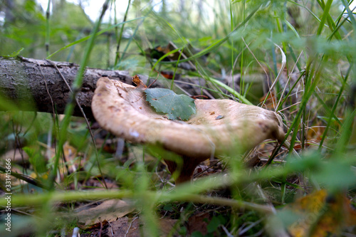 Wild mushroom among green grass © shwoleg