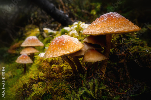Yellow brown mushrooms in green moss with snow © Jaro