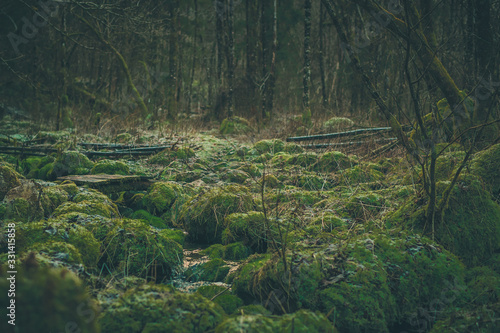 Scary enchanted forest with green moss on the ground covered with stones and branches. Fairytale setting. A small wooden bridge is seen.