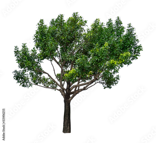 Single green tree isolated   an evergreen leaves plant di cut on white background with clipping path