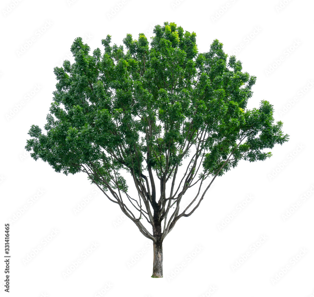 Obraz premium Green tree isolated, Broad leaf Mahogany, known as many name are False mahogany, Honduras, Big leaf, an evergreen leaves plant dicut on white background with clipping path
