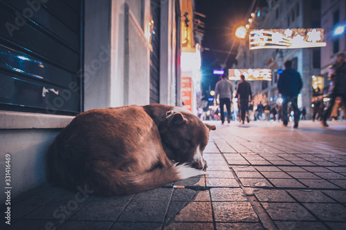 Canvas Print A stray abandoned dog during the night on the busy city street in Istanbul
